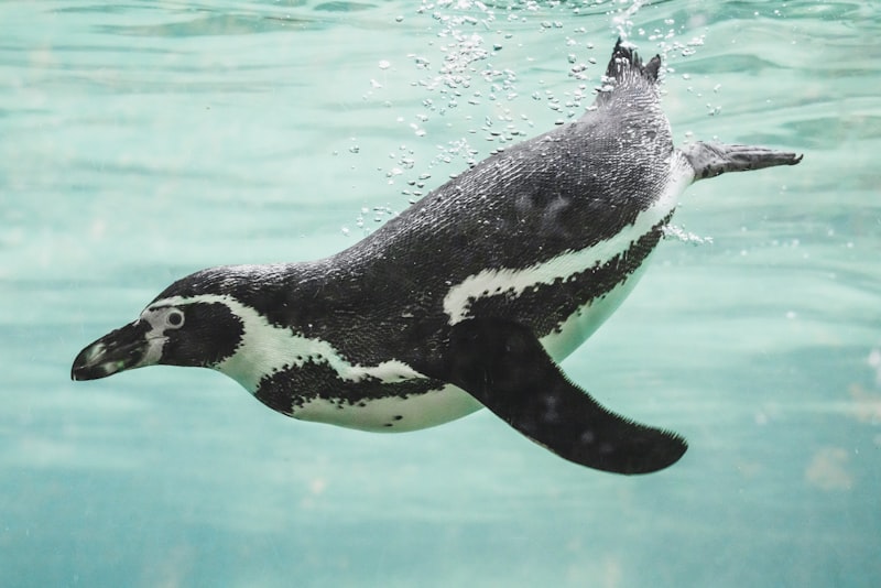 ペンギン